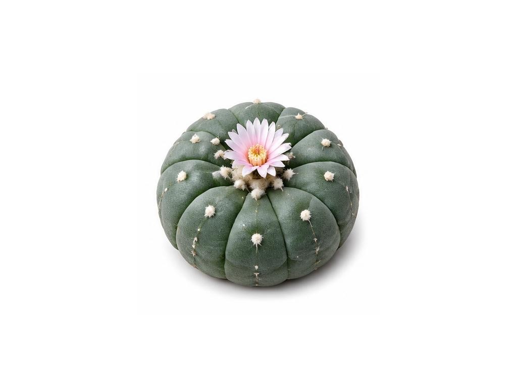 Peyote Cactus: distinct iridescent artistic representation, not for substance identification