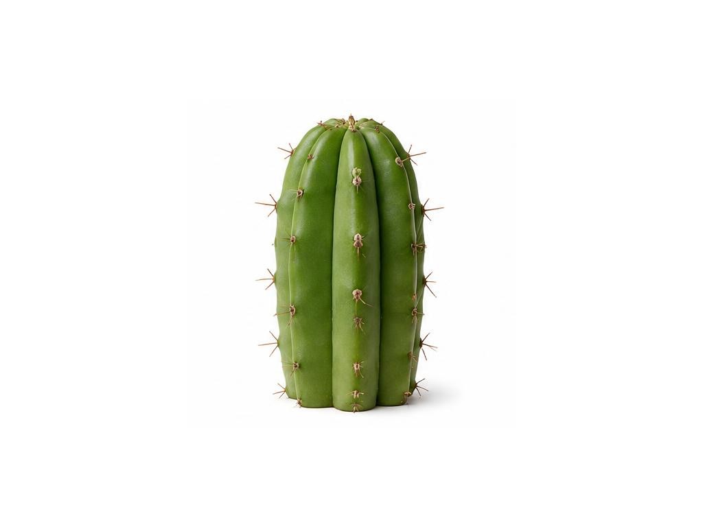 San Pedro Cactus: distinct iridescent artistic representation, not for substance identification