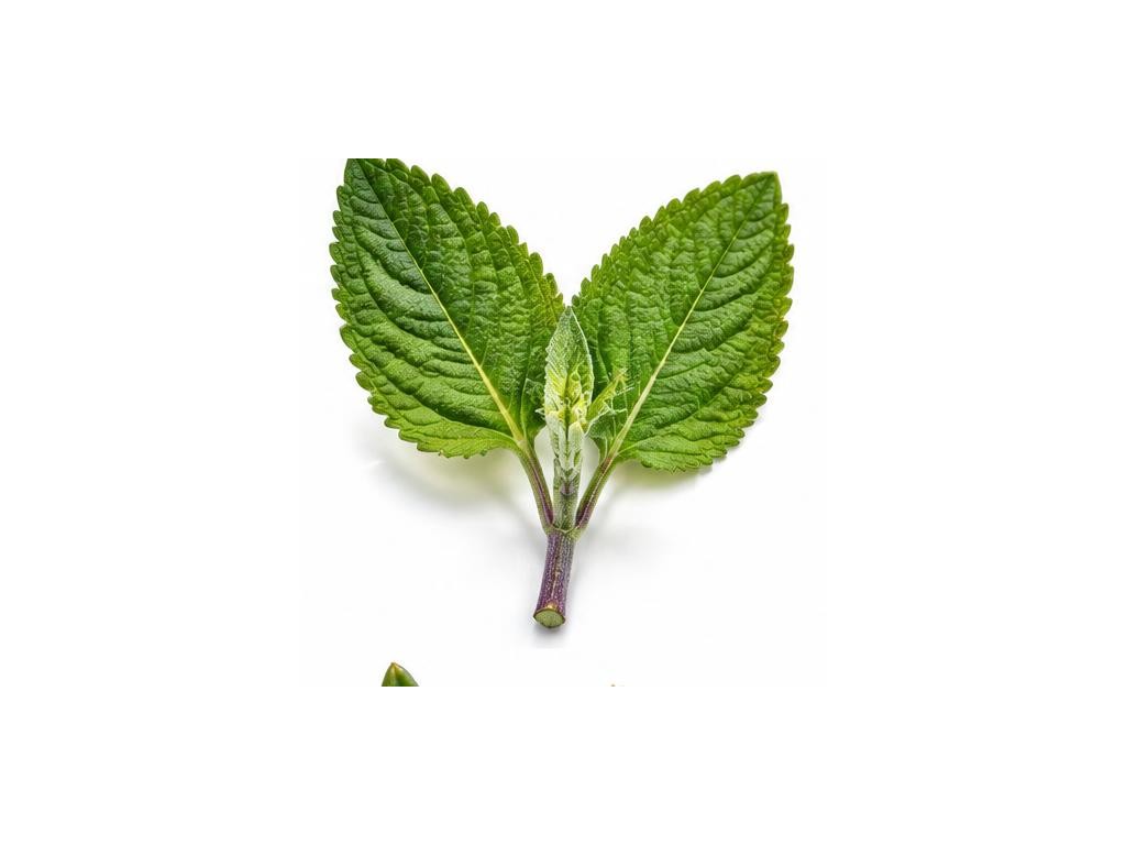 Salvia Divinorum: distinct iridescent artistic representation, not for substance identification