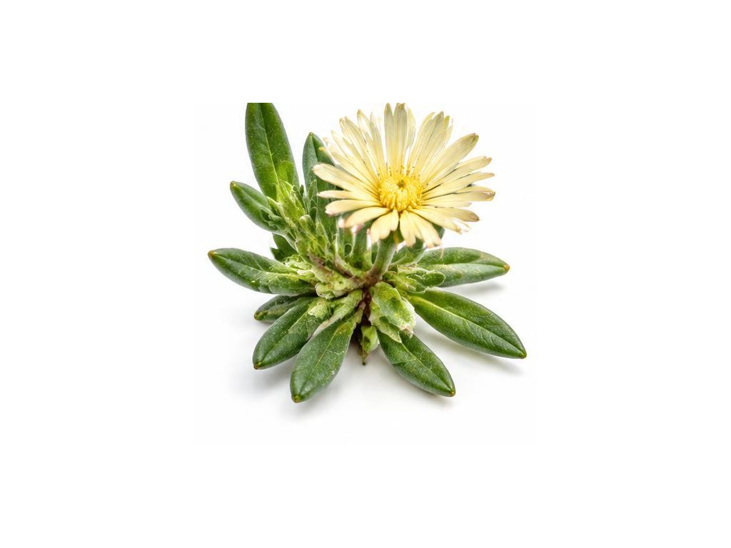 Kanna (Sceletium): distinct iridescent artistic representation, not for substance identification